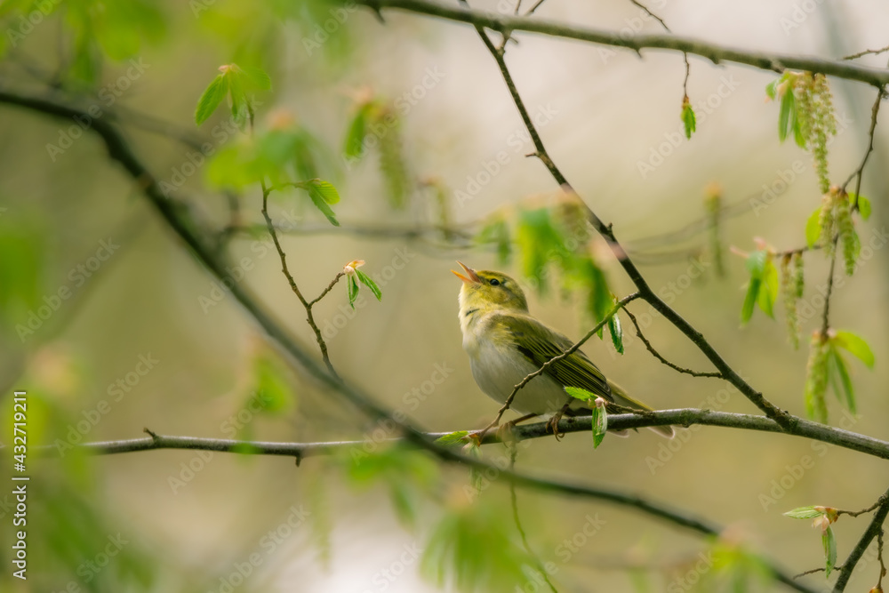 Obraz premium robin on branch