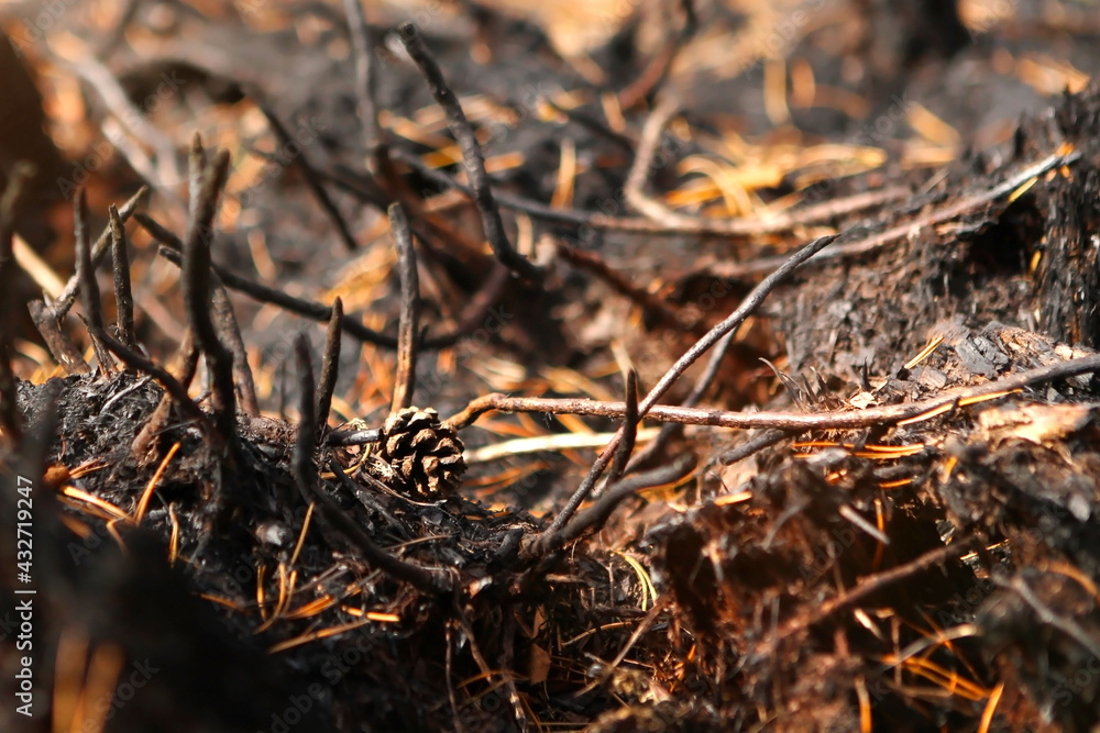 Forest after the fire, burnt forest floor, grass and bushes close-up. In conditions of climate warming, forest fires occur more often.