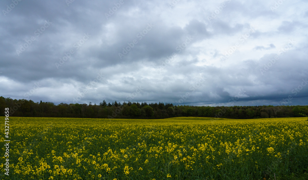 a bright yellow field full of rapeseed flowers
