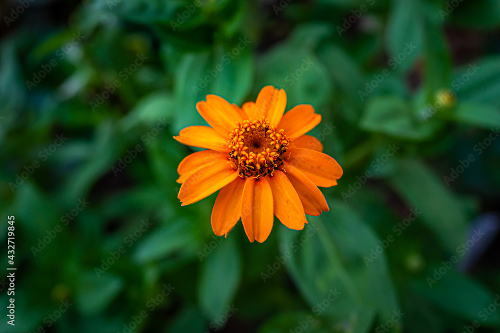 Macro closeup of orange yellow red daisy narrowleaf zinnia flowers in garden showing detail and texture with blurry green leaves background Macro closeup of orange yellow red daisy narrowleaf zinnia flowers in garden showing detail and texture with blurry green leaves background