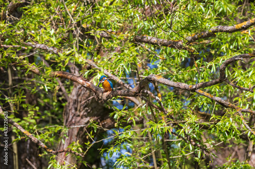Beautiful colorful bird Kingfisher sitting on a tree branch. Its feather color is blue and orange. Wild photo