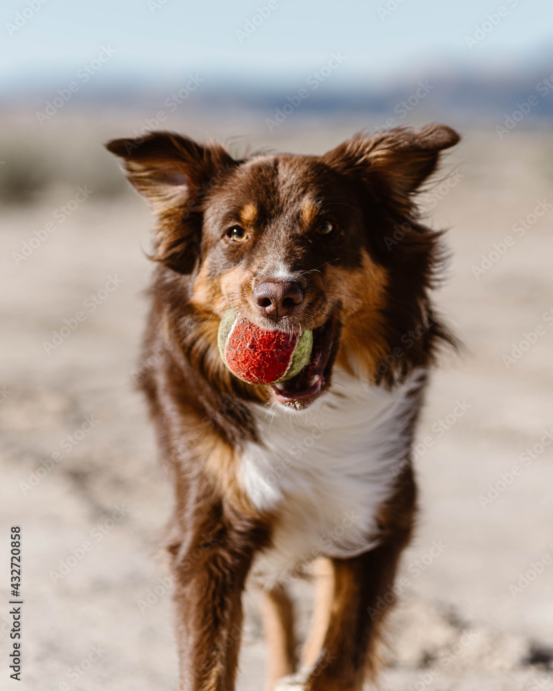 Energetic, brown Australian Shepherd playing fetch with a tennis ball in the desert.