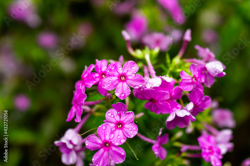 Closeup of pink purple meadow phlox flowers in summer in Virginia with rain water drops and bokeh green background in garden
