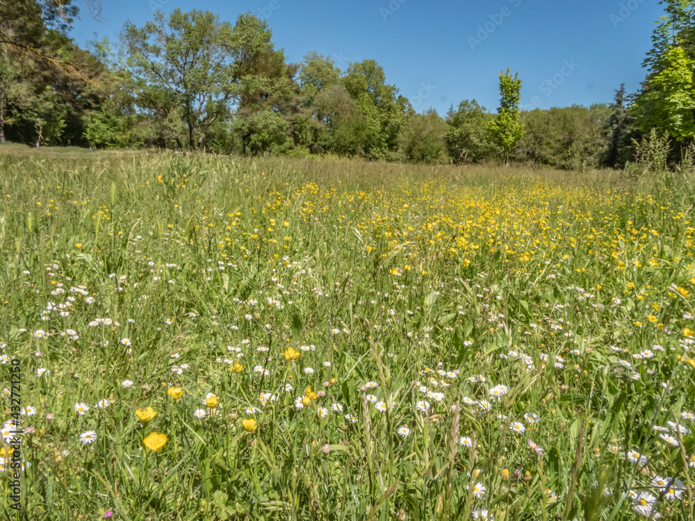 Prairie fleurie et sous bois
