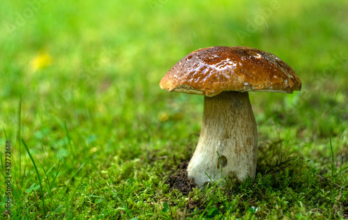 White edible boletus mushroom on the green grass in the forest. Mushroom picking in autumn.