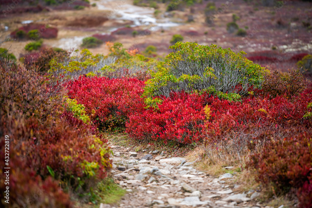 Bear rocks trail footpath in autumn with rocky landscape in Dolly Sods, West Virginia with red wild colorful blueberry huckleberry bushes in fall closeup Bear rocks trail footpath in autumn with rocky landscape in Dolly Sods, West Virginia with red wild colorful blueberry huckleberry bushes in fall closeup