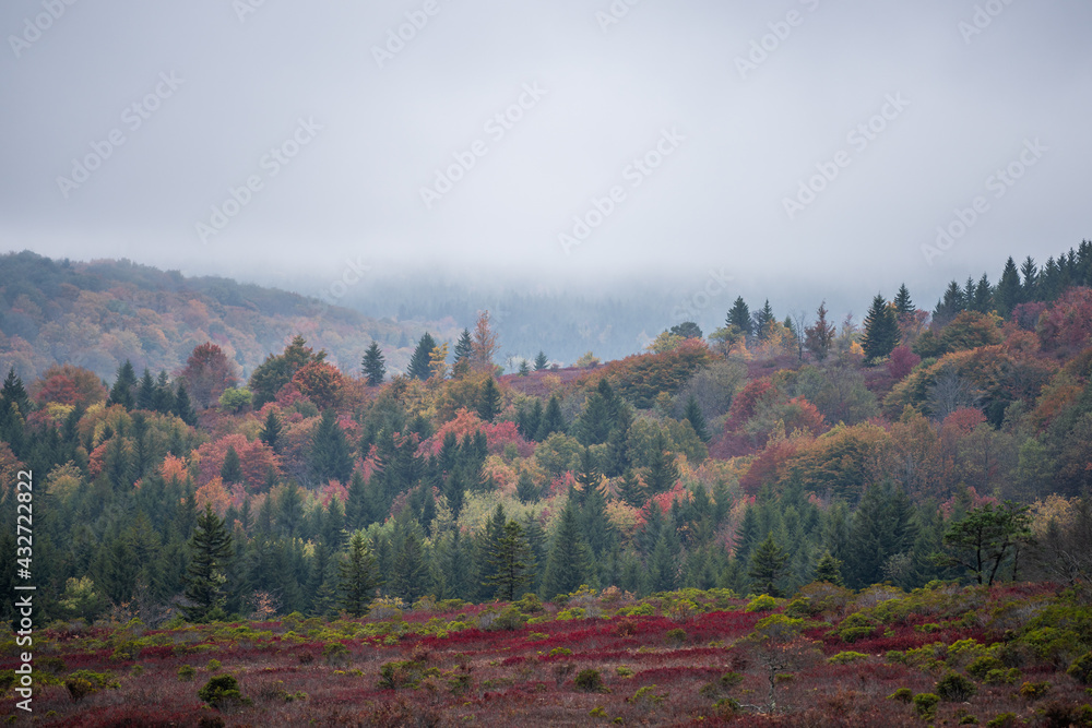 Bear rocks trail with view of fall autumn forest mountain ridge landscape in Dolly Sods, West Virginia with red colorful foliage and trees with cloudy rain weather