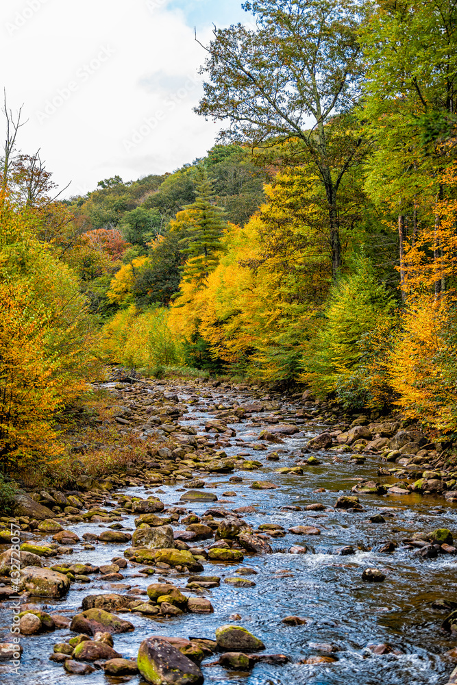 Flowing water at Red Creek river vertical view near Dolly Sods, West Virginia with colorful autumn fall yellow orange tree foliage at Canaan valley Appalachian mountains