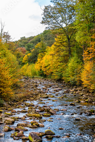 Flowing water at Red Creek river vertical view near Dolly Sods, West Virginia with colorful autumn fall yellow orange tree foliage at Canaan valley Appalachian mountains