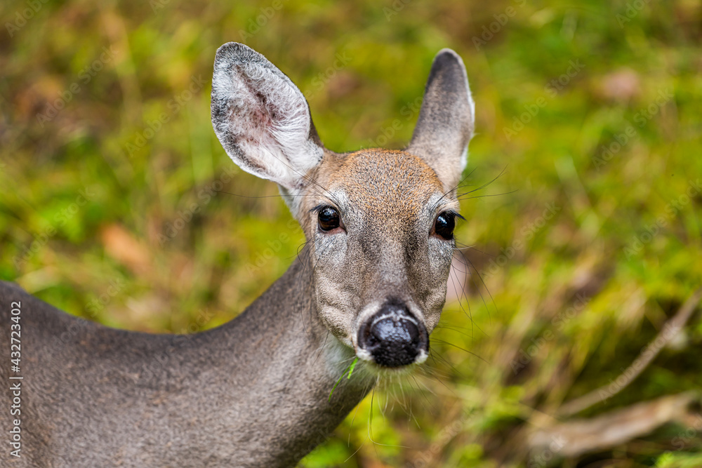One white-tailed or sika deer animal mammal wild grazing looking at camera with bokeh background in Blackwater Falls State Park in West Virginia One white-tailed or sika deer animal mammal wild grazing looking at camera with bokeh background in Blackwater Falls State Park in West Virginia
