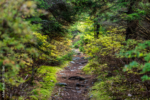 Photo Huckleberry trail path footpath in Seneca Rocks area in Allegheny mountains in S