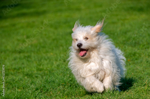 Dog breed, Coton de Tulear photo