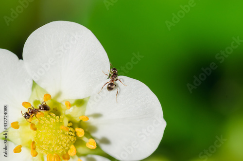 Ants on a strawberry flower.