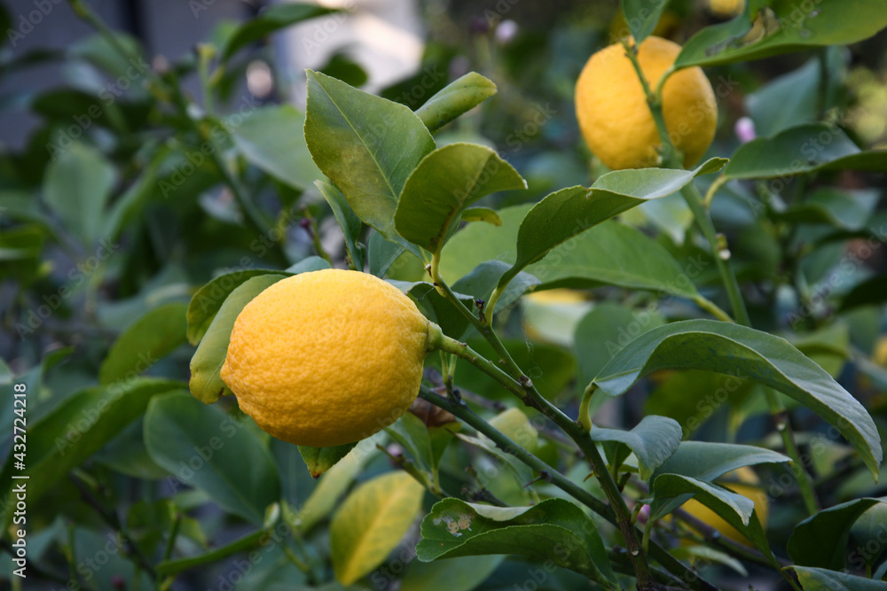 closeup on beautiful lemons on the plant in a garden