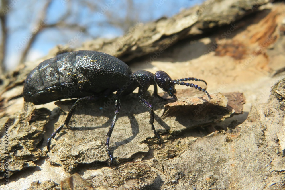 Black meloe oil beetle on tree bark against blue sky, closeup Black meloe oil beetle on tree bark against blue sky, closeup