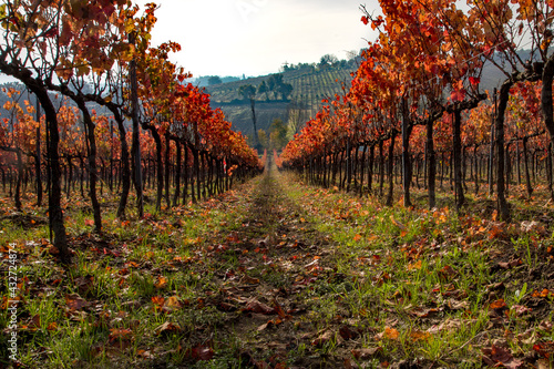 Vigna Montefalco