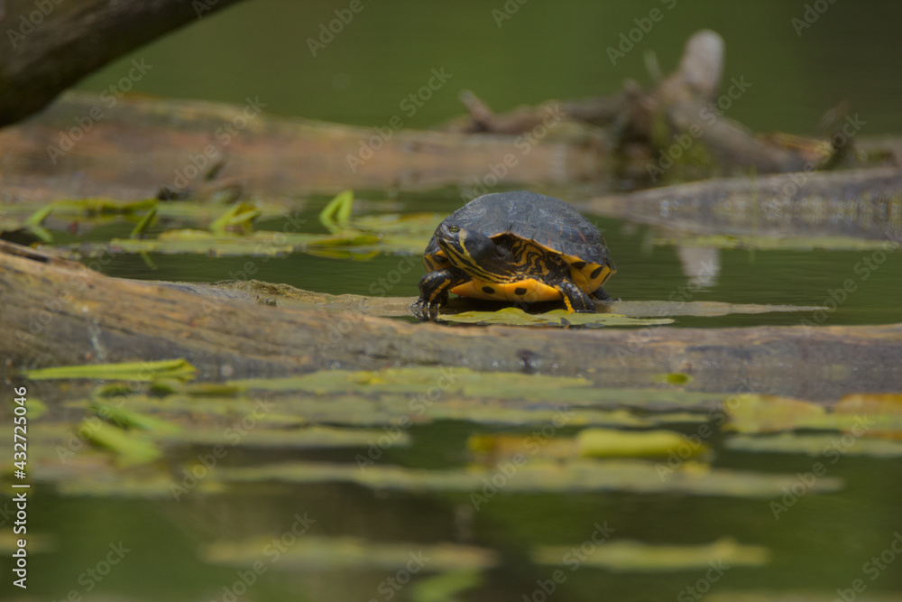 Fototapeta premium Turtle in the pond