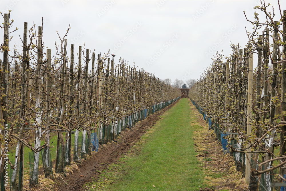 Long rows of fruit trees in an orchard in the spring.