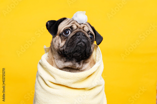 Funny wet puppy of the pug breed after bath wrapped in towel. Just washed cute dog with soap foam on his head on yellow background.