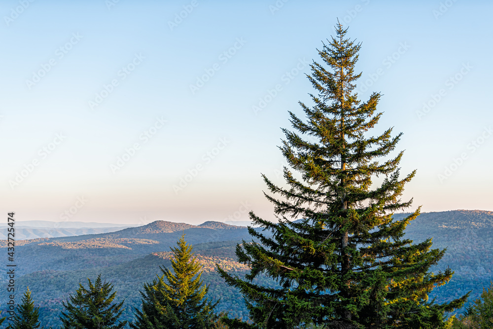 High angle aerial view on West Virginia mountains overlook in autumn and one pine tree foliage in morning sunrise or sunset sunlight at Highland scenic highway