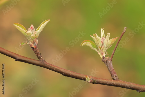 Twig of a Apple tree in Bud and almost blooming close up. Elstar.