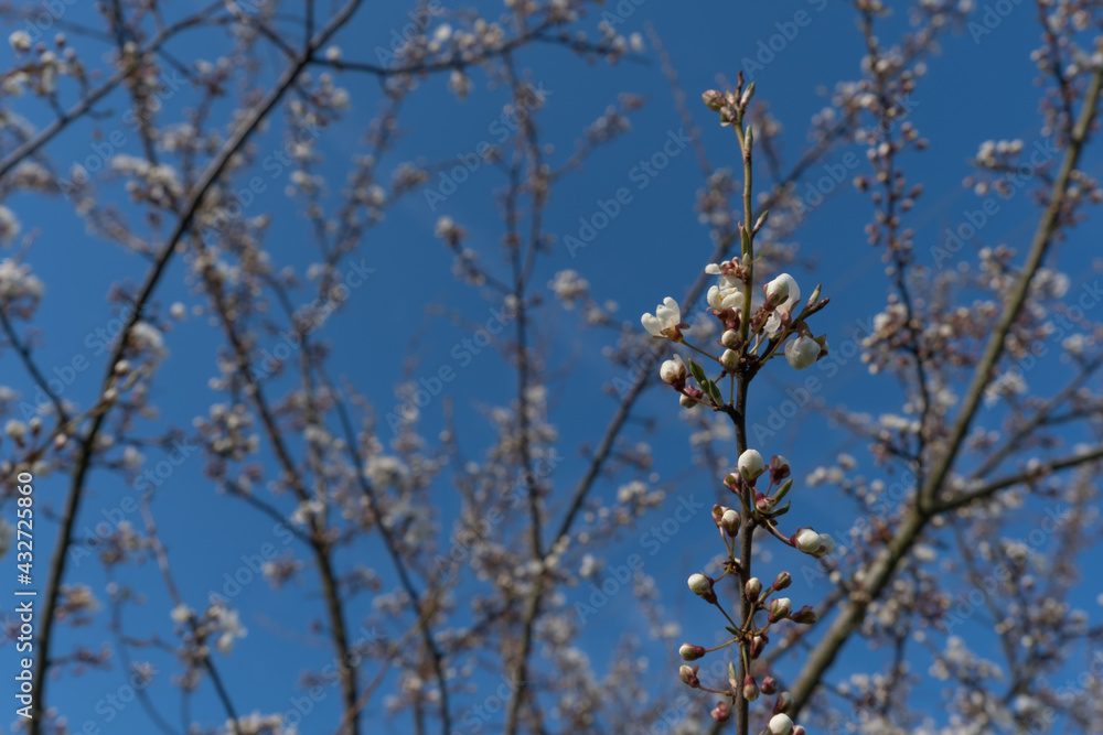 A branch of just a blossoming apple tree with blossoming delicate white flowers against the background of a spring garden and a blue sky. Selective focus of the image. The awakening of nature.