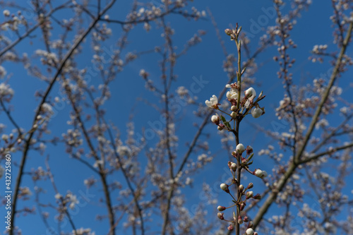 A branch of just a blossoming apple tree with blossoming delicate white flowers against the background of a spring garden and a blue sky. Selective focus of the image. The awakening of nature. © Natallia