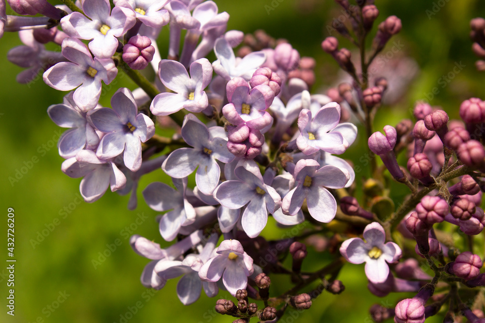 Close up Lilac Syringa vulgaris blooming purple flower spring bush into home garden Close up Lilac Syringa vulgaris blooming purple flower spring bush into home garden