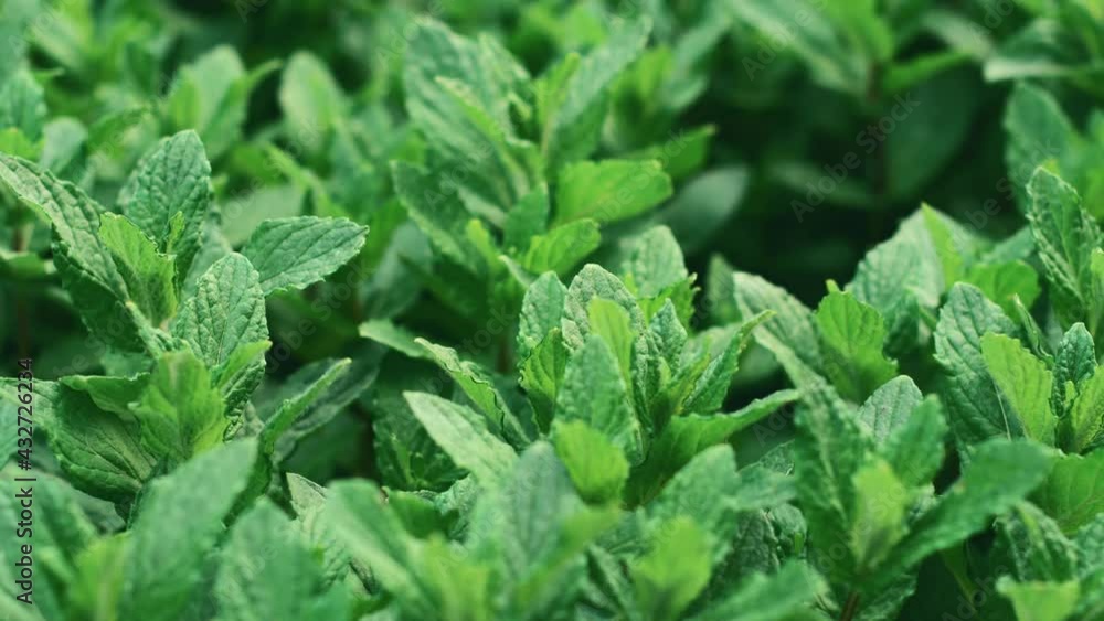 Panning video of fresh mint in garden during spring time, eco Panning video of fresh mint in garden during spring time, eco