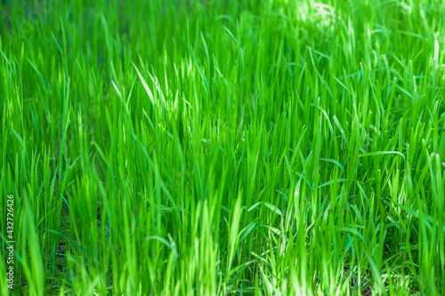 Nature in spring. Thick green grass background texture. Element of design.