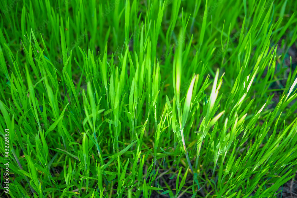 Nature in spring. Thick green grass background texture. Element of design.