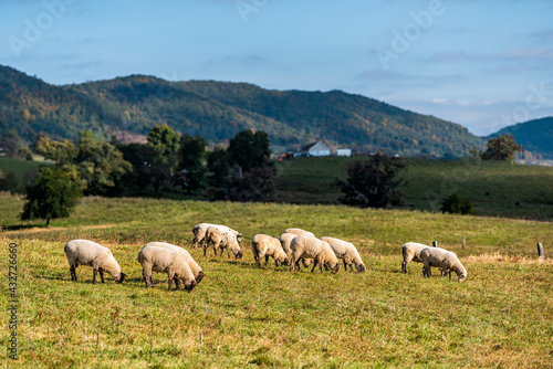 Rural countryside farm with sheep grazing on green grass on rolling hills at autumn forest mountains pastoral landscape in Monterey and Blue Grass, Highland County Virginia