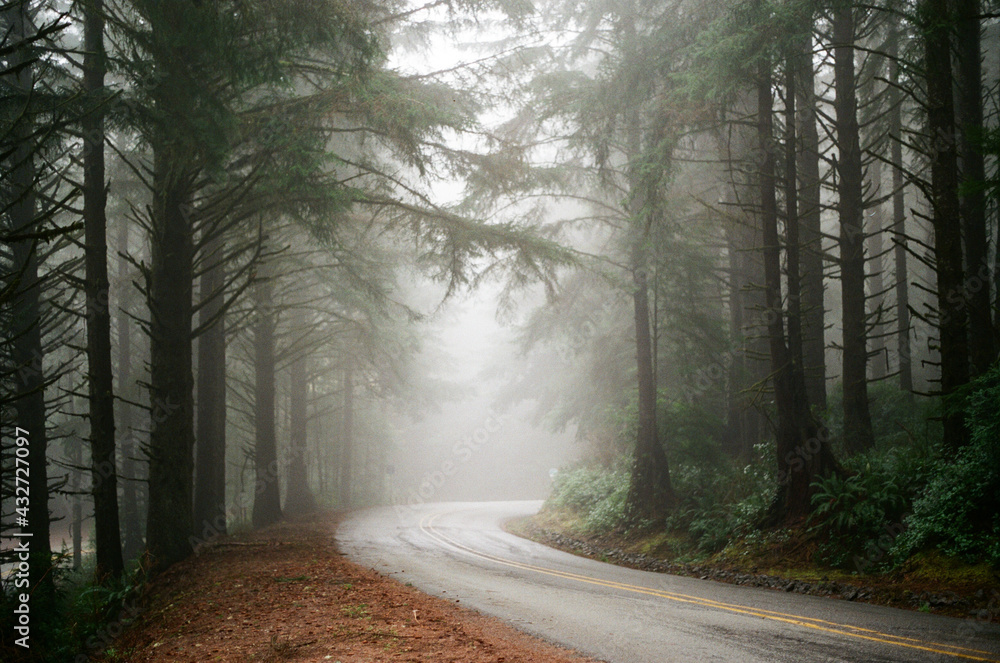 Fototapeta premium Coastal fog on the forest drive