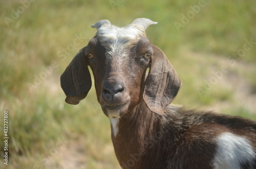 portrait of a goat