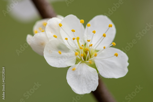 Canvas Print Macro shot of blackthorn (prunus spinosa) blossom