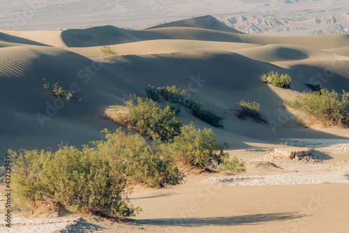 Sand dunes and native plants in Death Valley National Park, California