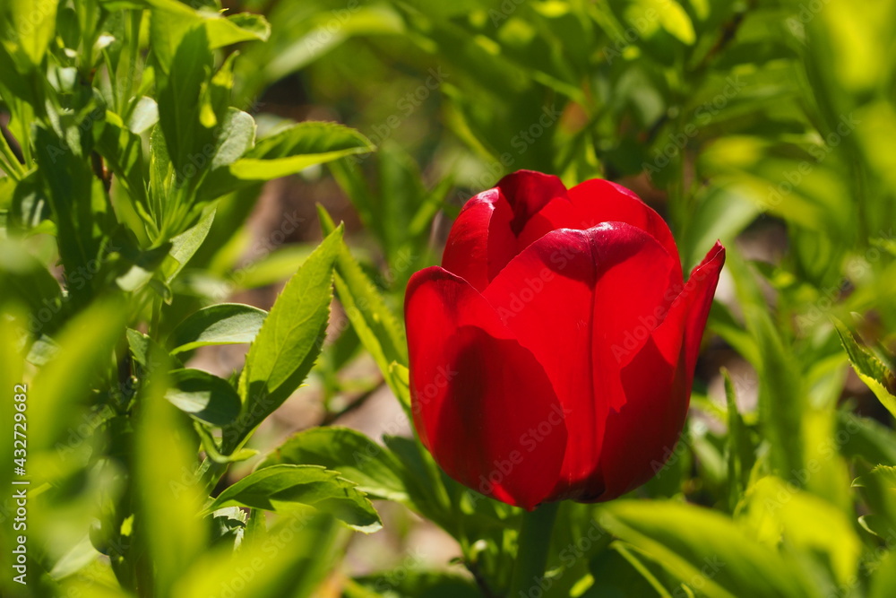 Jaskrawy czerwony tulipan na tle zielonych liści wiosną - obrazy, fototapety, plakaty 