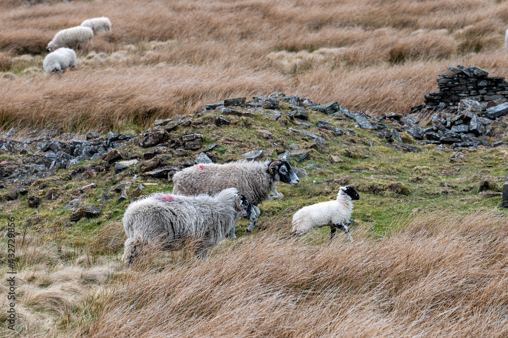 Fototapeta premium Sheep and lamb grazing in long grass