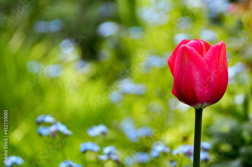 large red tulip growing on a blurred green background in the garden side view. red spring flowers
