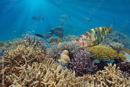 Fototapeta Naklejka Na Ścianę i Meble -  Healthy coral reef with tropical fish in south Pacific ocean, Oceania