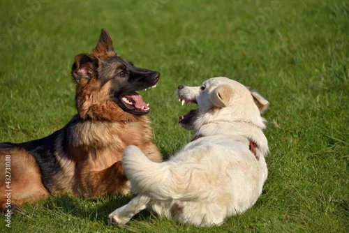 Fototapeta samoprzylepna Psy bawiące się