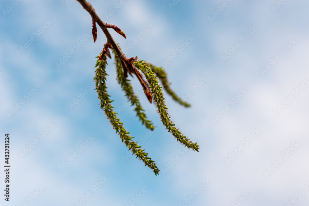 Naklejka premium Spring leaves (on branches), medicinal herbs.