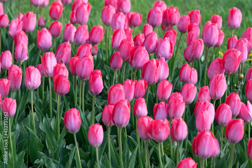 A field of tulips  the regular shapes of flowers in close-up. Pink tulips growing densely close to each other.