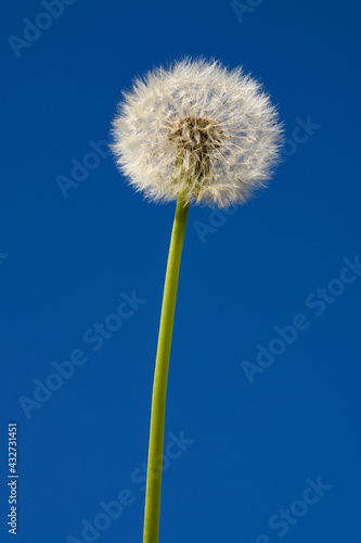 Dandelion blowball  on blue sky
