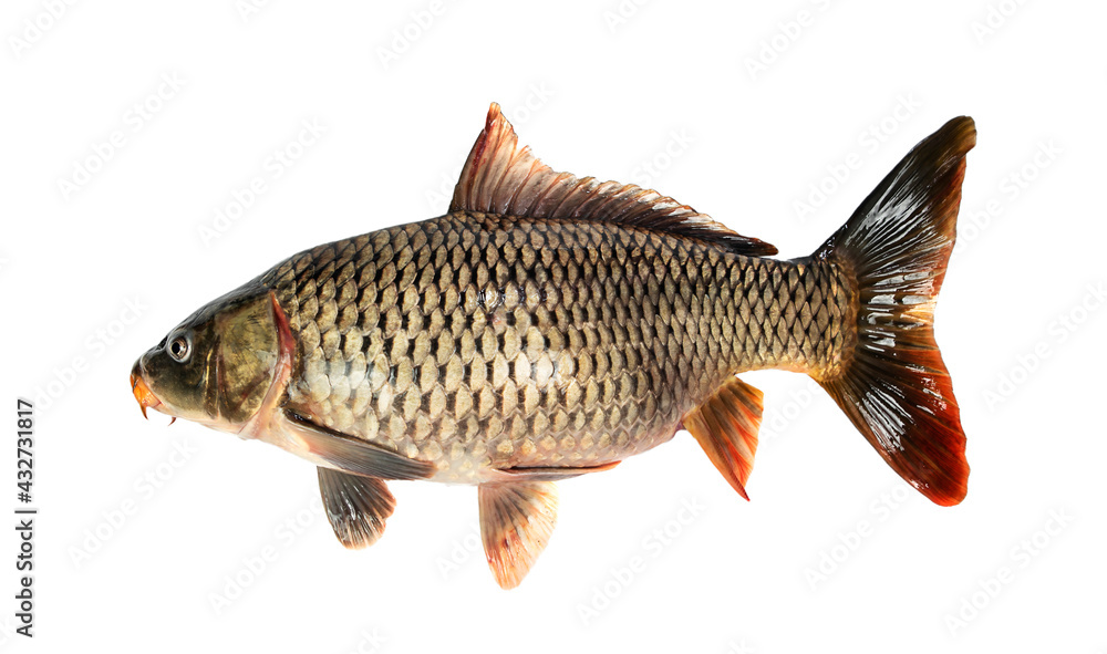 River carp fish isolated on white background. River carp fish isolated on white background.