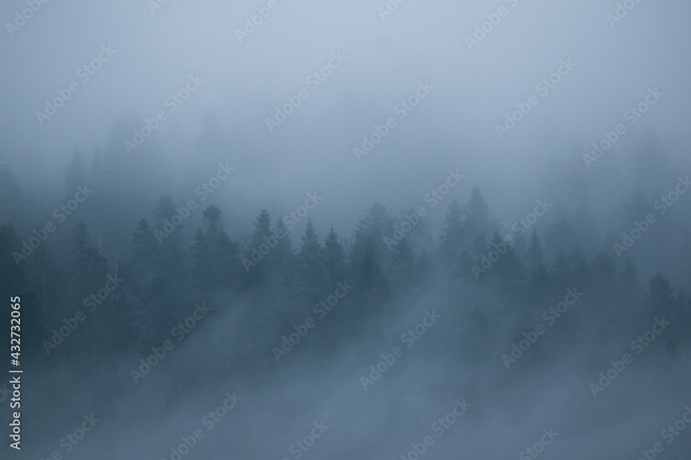 Thick fog in forest in mountains in the evening