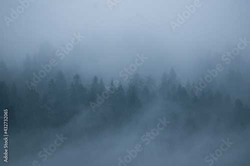 Thick fog in forest in mountains in the evening © Matej