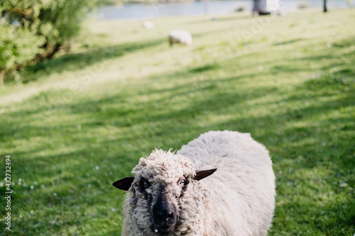 Flauschiges weißes Schaf mit schwarzer Schnauze und Blume im Maul steht an einem sonnigen Tag auf einer grünen Wiese