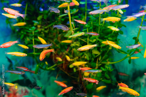 Danio small, fast fish with unusual colors. 