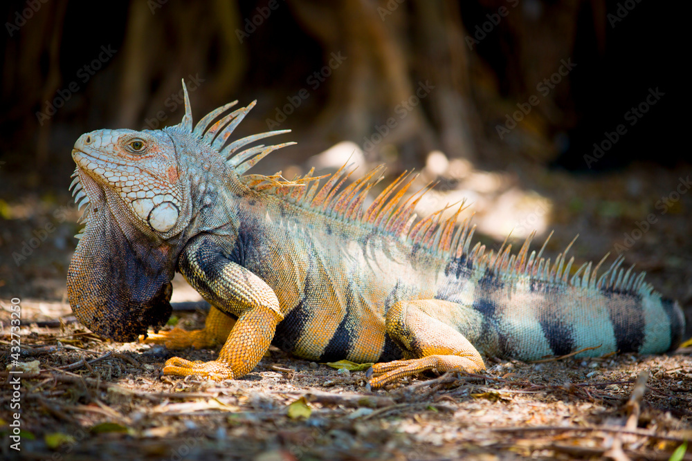 Fototapeta premium view of a Colombian iguana